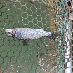 初エリアトラウト