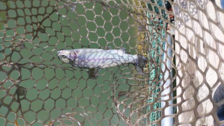 初エリアトラウト