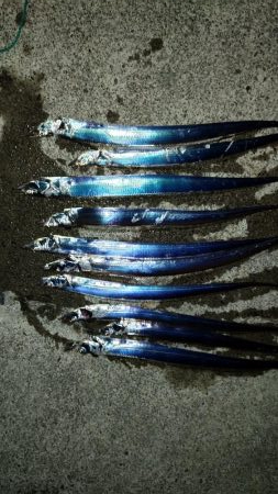 ライトタチウオ