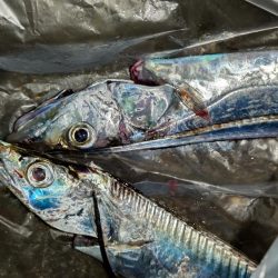 群れも小さくなった