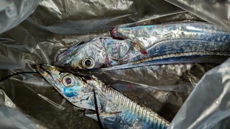 群れも小さくなった