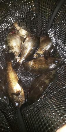 今シーズン初のメバリング