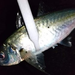 ライトゲームで3目