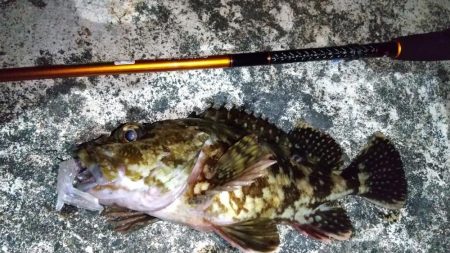 メバリング　ホタルイカパターン