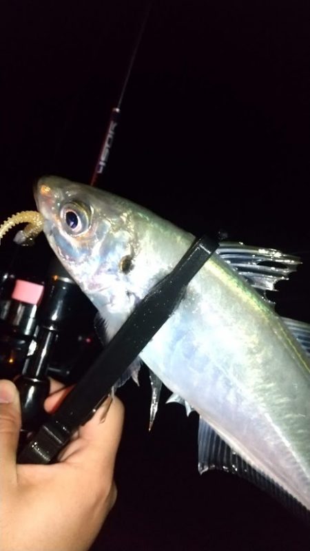 ジグ単アジングで良型