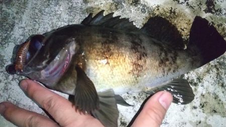 ホタルイカパターンでメバル、カサゴ連発