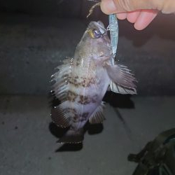 まったりメバリング