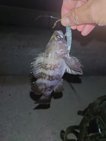 まったりメバリング