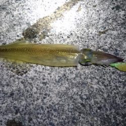 ヤリイカラスト？