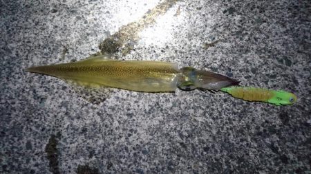 ヤリイカラスト？