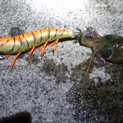 コウイカ渋い ヤリイカまだいた