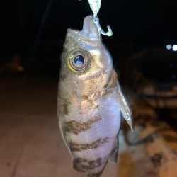 メバルプラッキング④