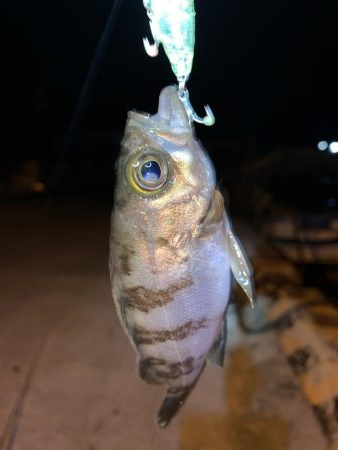 メバルプラッキング④