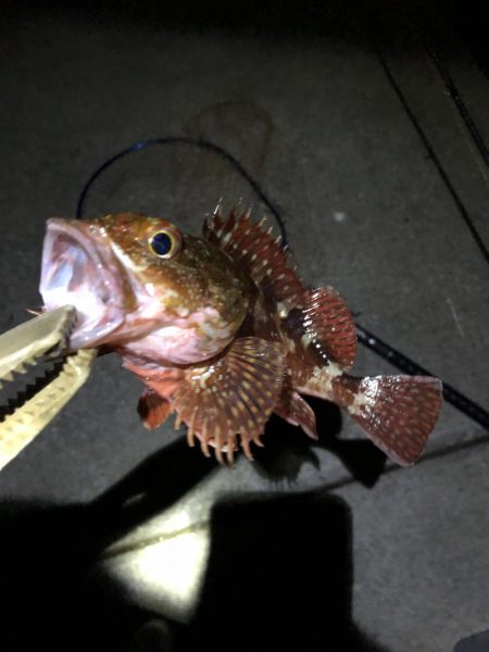 たまたまよかサイズ