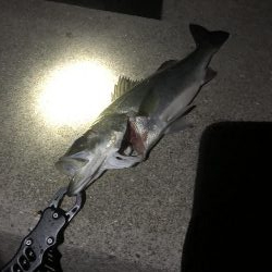 夜のウェーディング