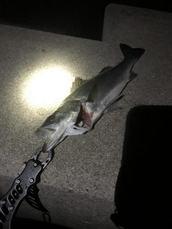 夜のウェーディング