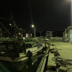 メバルプラッキング⑤