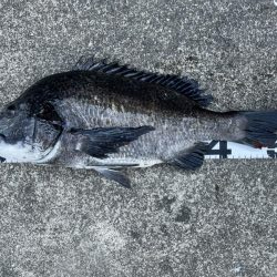 イチノ兄弟、釣果！