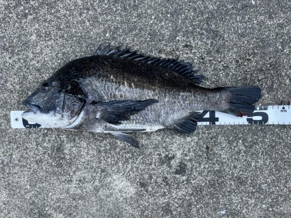 イチノ兄弟、釣果！