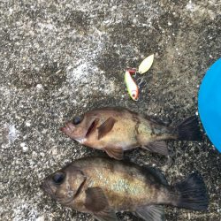 メバル活性高い