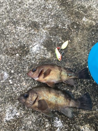 メバル活性高い