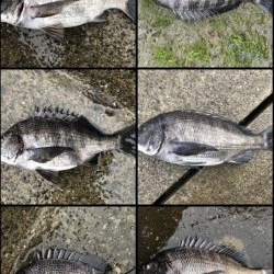 イチノ兄弟、釣果！