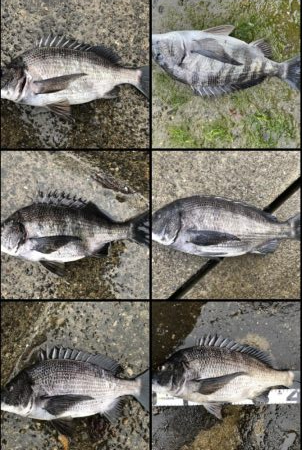 イチノ兄弟、釣果！