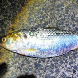 アジ尺オーバー