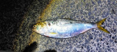 アジ尺オーバー