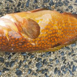 ネギング　五目釣り