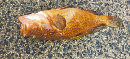 ネギング　五目釣り