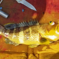 ライトジギング 六目釣り