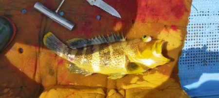 ライトジギング 六目釣り