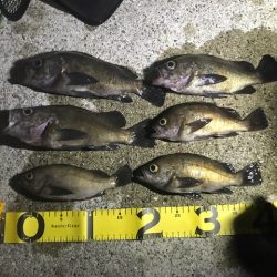 メバル活性化中