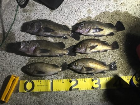 メバル活性化中