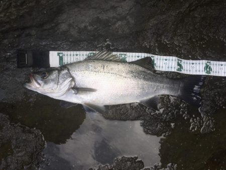 A.P.Pフィッシングガイドサービス　磯ヒ…