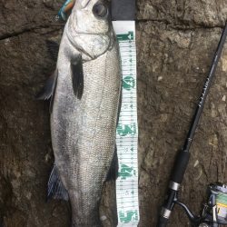 A.P.P フィッシングガイドサービス　プロトルアーにヒラスズキRIDE ON!!