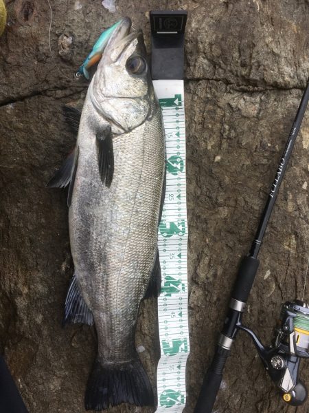 A.P.P フィッシングガイドサービス　プロトルアーにヒラスズキRIDE ON!!