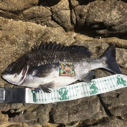 A.P.Pフィッシングガイドサービス 磯ヒラスズキのポイントチェックへRIDEON!