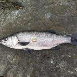 A.P.Pフィッシングガイドサービス　磯をチェックすると、ヒラスズキランカーサイズのRIDEON！