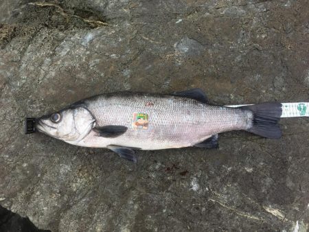 A.P.Pフィッシングガイドサービス　磯を…