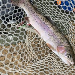 岸和田フィッシングパーク　そろそろ数釣りは難しい