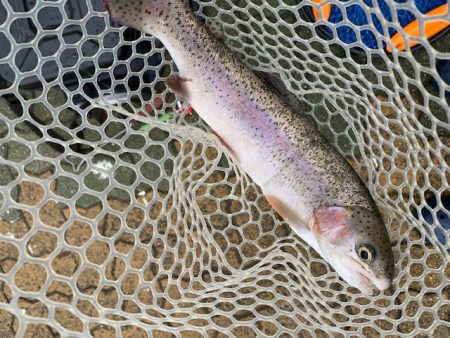 岸和田フィッシングパーク　そろそろ数釣りは…