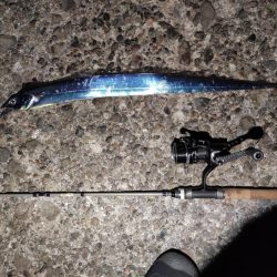 アジングのはずが…