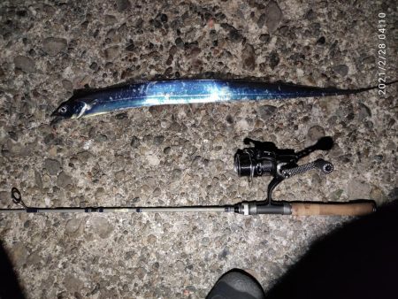 アジングのはずが…