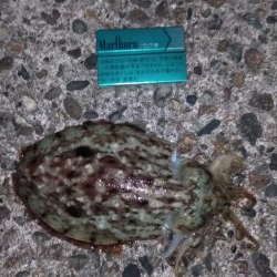 ヤリにいってコウでした