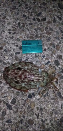 ヤリにいってコウでした