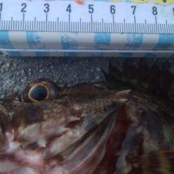 釣りデビュー　91日目