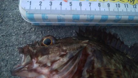 釣りデビュー　91日目