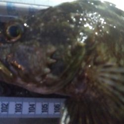 釣りデビュー　92日目